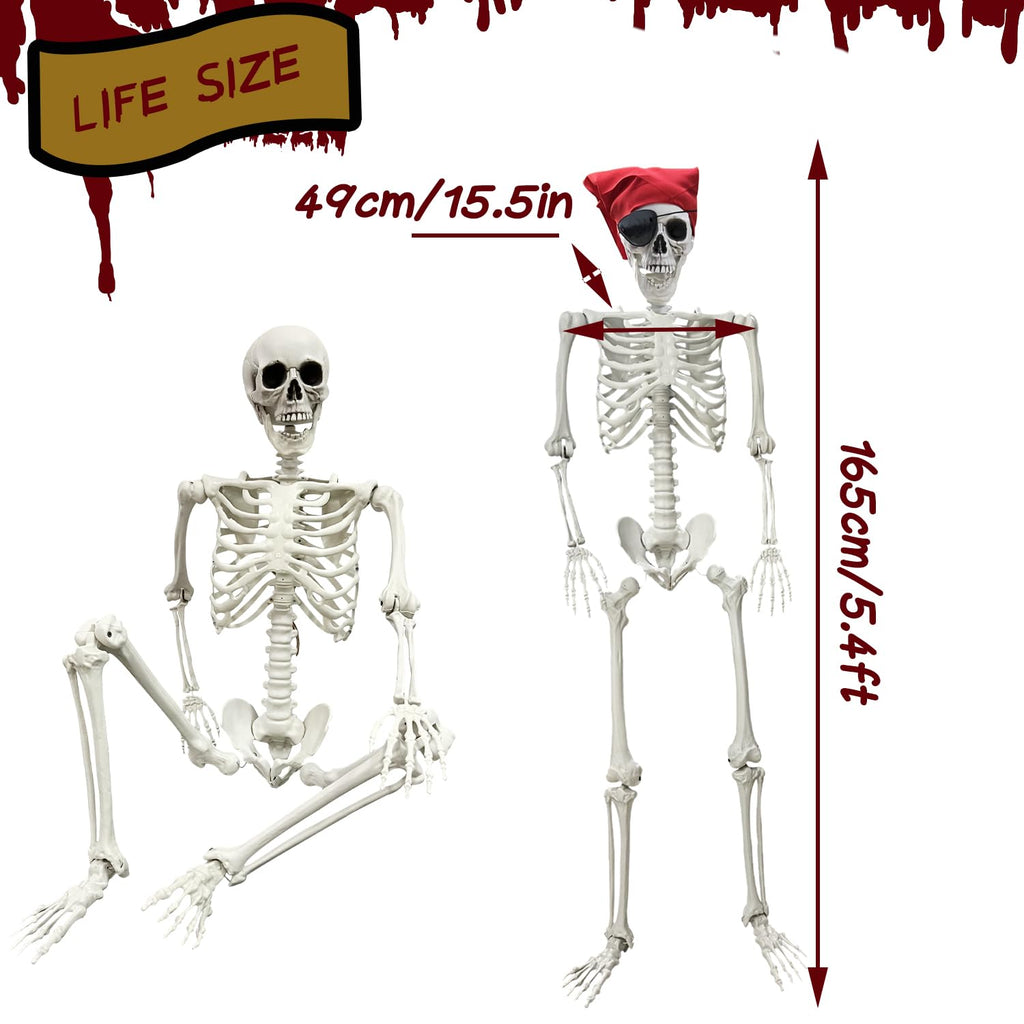 Life Size Skeleton with Posable Joints Q7940