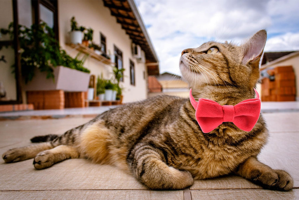 Velvet Breakaway Cat Collar with Bell and Bow Tie M636133