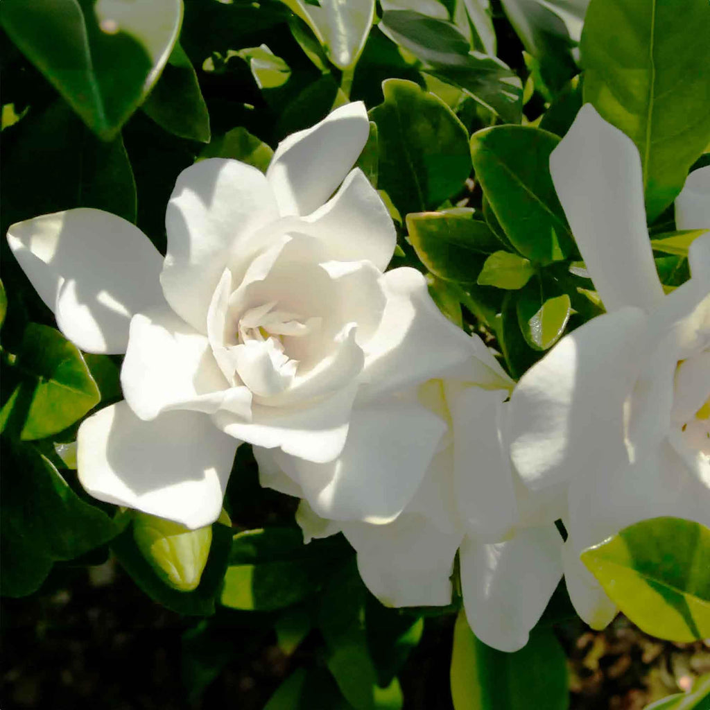 Gardenia Live Plant 1 Gallon M5949
