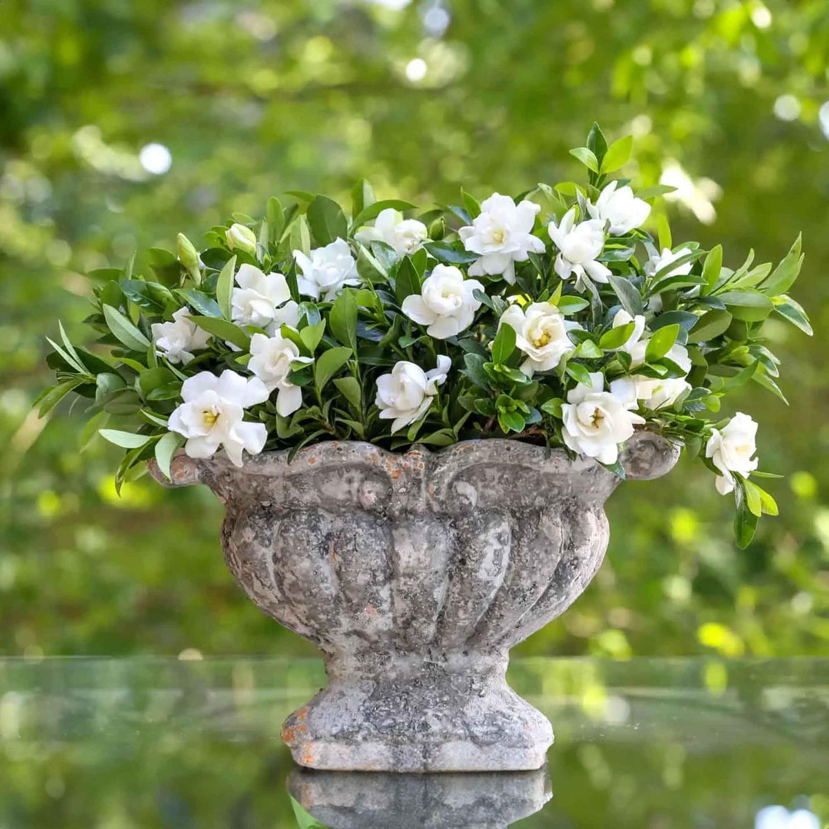 Gardenia Live Plant 1 Gallon M5949