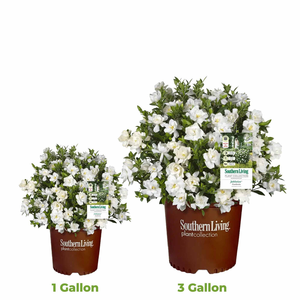 Gardenia Live Plant 1 Gallon M5949