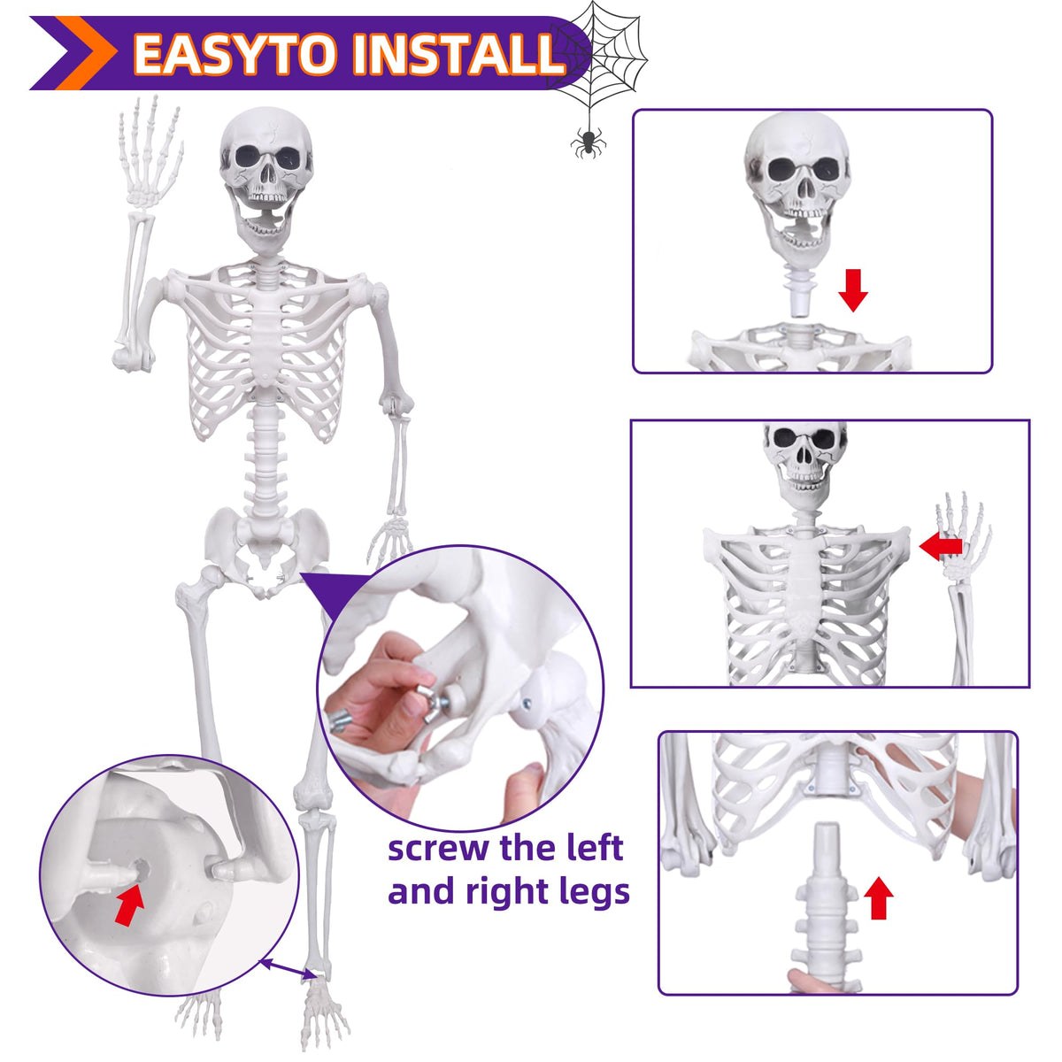 Life Size Skeleton with Posable Joints Q7940