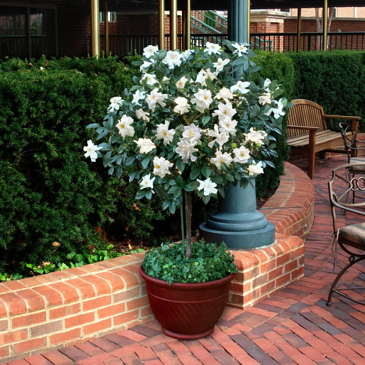 Gardenia Aromatic 2 x 2 inch Cups E751