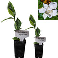 Gardenia Aromatic 2 x 2 inch Cups E751