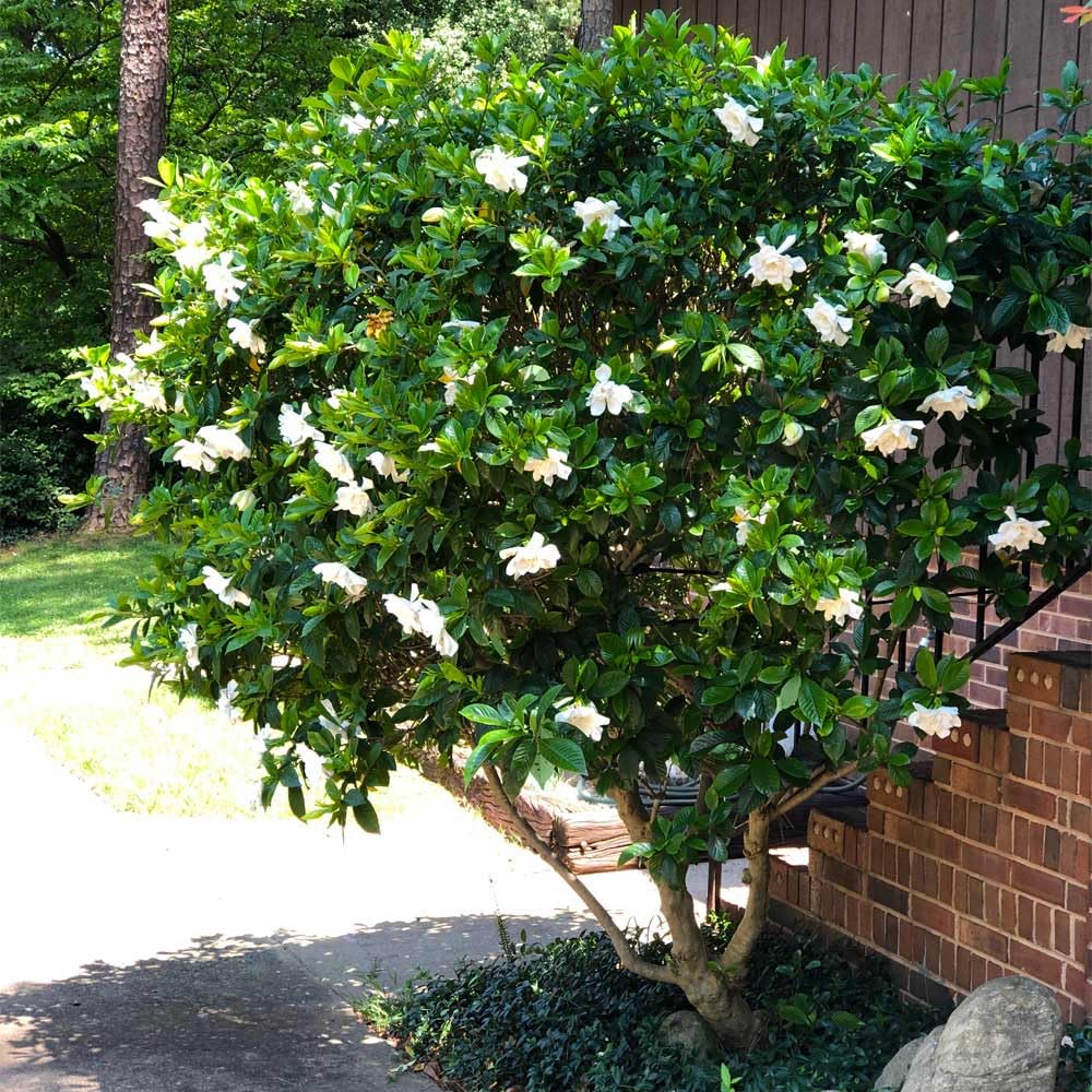 Gardenia Aromatic 2 x 2 inch Cups E751