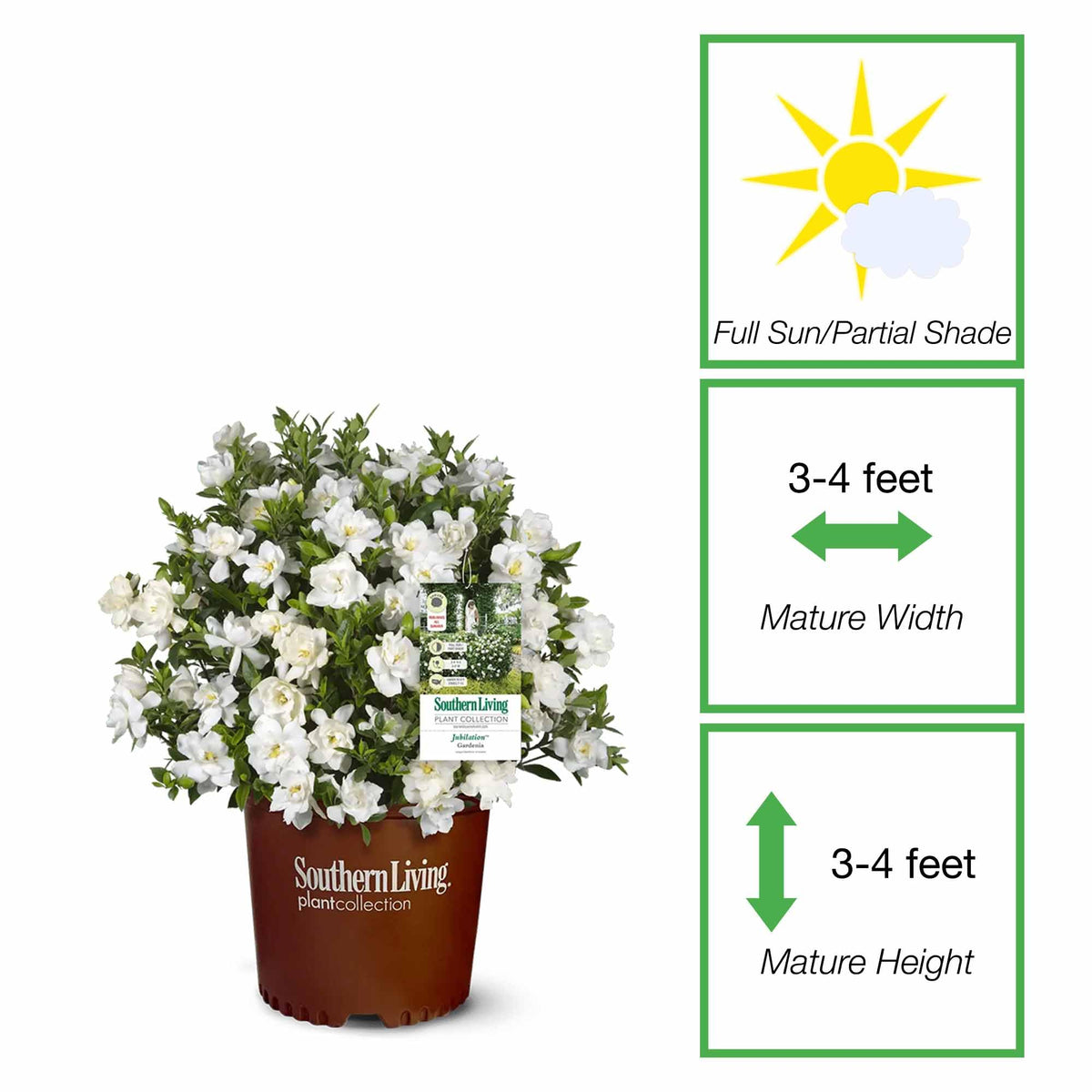 Gardenia Live Plant 1 Gallon M5949