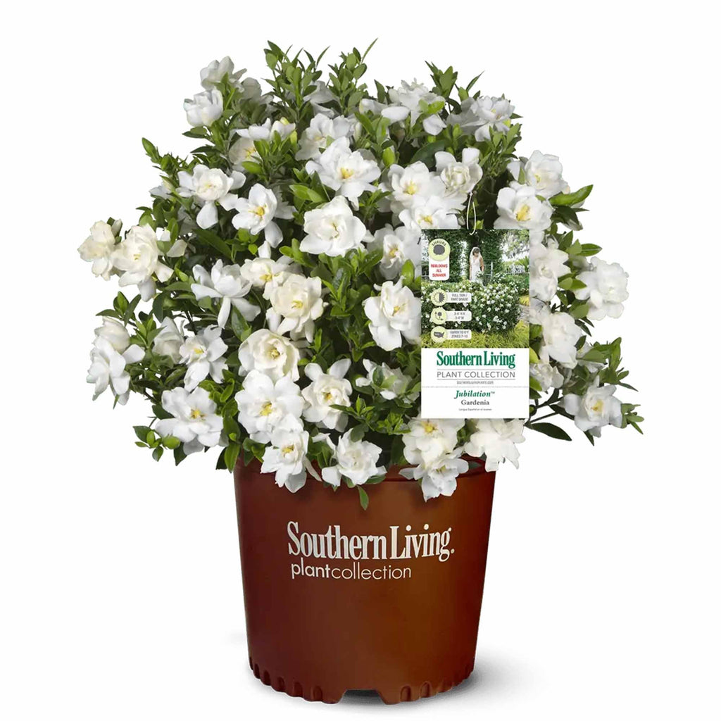 Gardenia Live Plant 1 Gallon M5949