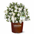 Gardenia Live Plant 1 Gallon M5949